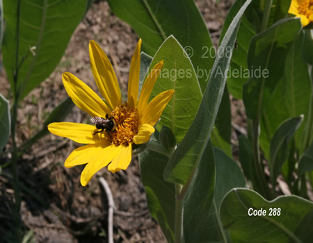 Getting Nectar from Mule Ear Flower